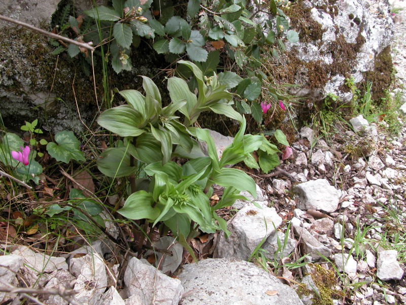 Supramonte di Oliena : Epipactis cfr. helleborine